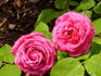 Duchesse de Galliera rose photo