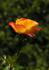 Herero rose photo