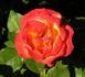 Herero rose photo