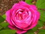 Duchesse de Galliera rose photo
