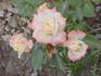 Lifestyle rose photo