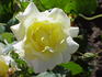Tweety rose photo