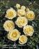 Chambord Castle rose photo