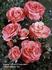 Hafnia Castle rose photo
