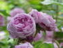 Mousseux Ancien rose photo