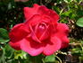 Caramba rose photo