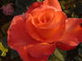 Fortuna ® rose photo