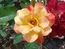 Desert Dance rose photo