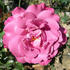 Audrey's Rose rose photo