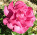 Audrey's Rose rose photo