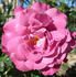 Audrey's Rose rose photo