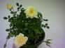 Littlest Angel rose photo