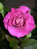 Audrey's Rose rose photo