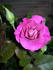 Audrey's Rose rose photo