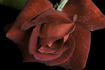Black Velvet rose photo
