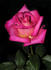 Brooks' Red rose photo