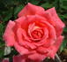 Spring Bouquet rose photo