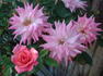 Spring Bouquet rose photo