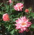 Spring Bouquet rose photo