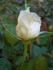 SAXLB3 rose photo