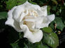 SAXLB3 rose photo