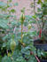 <i>Rosa alabukensis</i> Tkatsch 'Flore-Pleno' rose photo