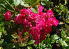 Gloire des Polyantha rose photo