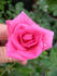 ARMLB2 rose photo