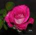 Bolivar ™ rose photo
