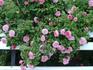 Duc de Bordeaux rose photo