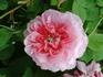 Duc de Bordeaux rose photo