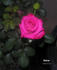 Bolivar ™ rose photo