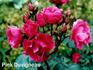 Pink Duvigneau rose photo