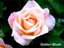 Golden Blush rose photo