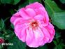 Aranka rose photo