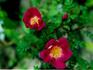 Burnet Purple rose photo