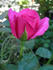 ARMLB2 rose photo