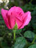 ARMLB2 rose photo