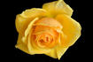 Olympic Gold rose photo