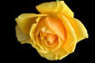 Olympic Gold rose photo