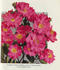 Chaplin's Pink Climber rose photo