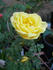 <i>Rosa alabukensis</i> Tkatsch 'Flore-Pleno' rose photo