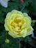 <i>Rosa alabukensis</i> Tkatsch 'Flore-Pleno' rose photo