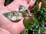 ARMLB2 rose photo