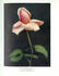 Earl of Warwick rose photo