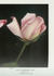 Lady Katherine Rose rose photo