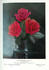 Mary, Countess of Ilchester rose photo