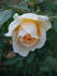 Buttercream rose photo