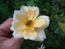 Buttercream rose photo