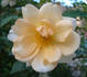 Buttercream rose photo